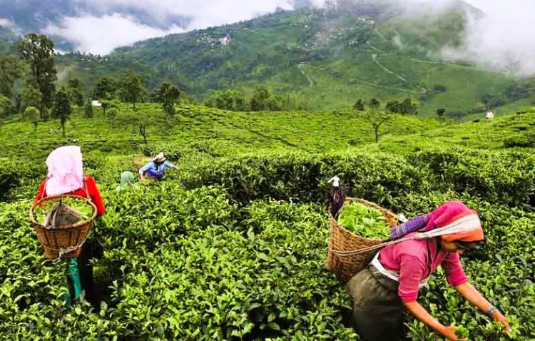 Darjeeling tea industry struggling as yields drop, prices fall