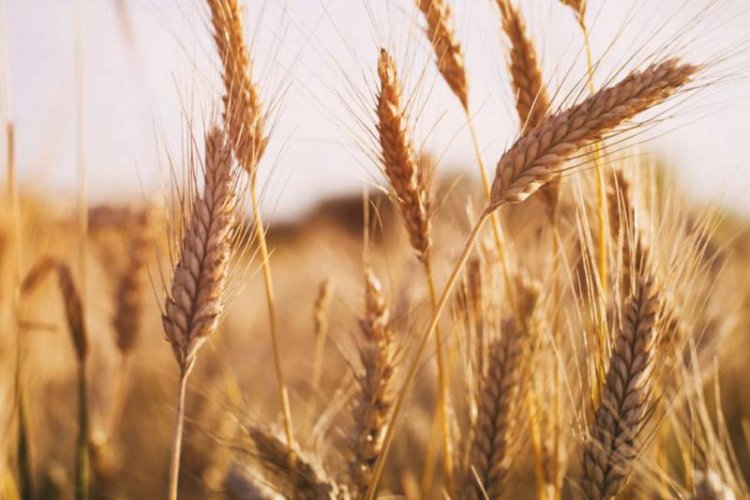 Govt's challenge increases on wheat, procurement may remain at last year's level   