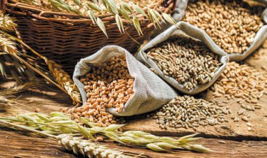 FAO Forecasts Decline in Global Maize and Wheat Outputs in 2024-25 season, Production of Rice to Increase