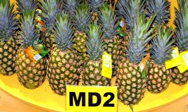 First Consignment of MD 2 Pineapples from India to UAE