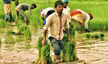Odisha government will pay to farmers Rs 3,100 per quintal for paddy procurement
