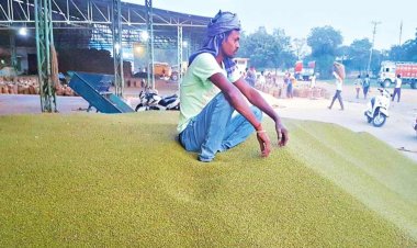 Madhya Pradesh Farmers Struggle with Moong Procurement Amid Government Limits and Price Discrepancies