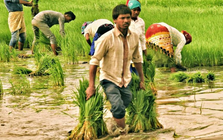 Odisha government will pay to farmers Rs 3,100 per quintal for paddy procurement