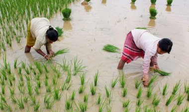 Kharif Season in India – Changing dynamics and emerging perspectives