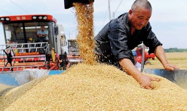 Cereal prices decrease in global market in June, but vegetable oils, sugar and daily products become costlier