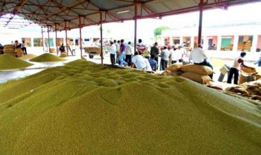 Relief for Moong farmers, daily procurement limit increased to 40 quintals in Madhya Pradesh