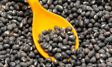 Urad prices softening, rainfall boosts sowing area under Kharif