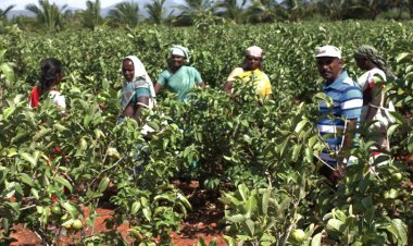 Budget 2024: FICCI urges amendments in Sec 194-O for the benefit of farmers and FPOs