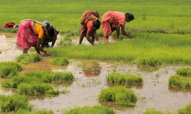 More than 52% of Kharif crop sowing completed, jump in pulses and oilseed cultivation