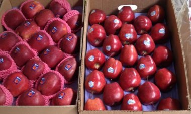 Indian Apple Industry Losing its Shine as Imports Surge by 33 percent