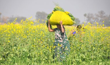 A split verdict by Supreme Court on GM mustard approval