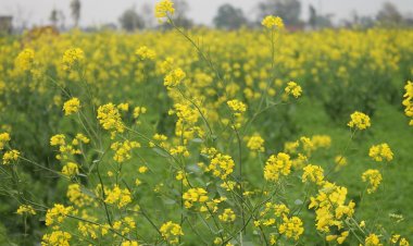 GM Crop Technology is Crucial for Climate Resilience and Sustainability in Indian Agriculture