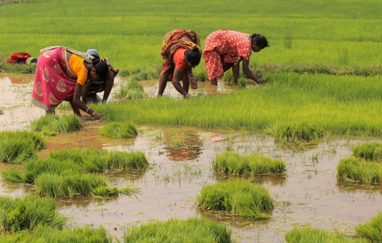 More than 52% of Kharif crop sowing completed, jump in pulses and oilseed cultivation