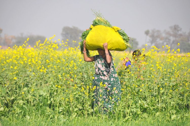 A split verdict by Supreme Court on GM mustard approval