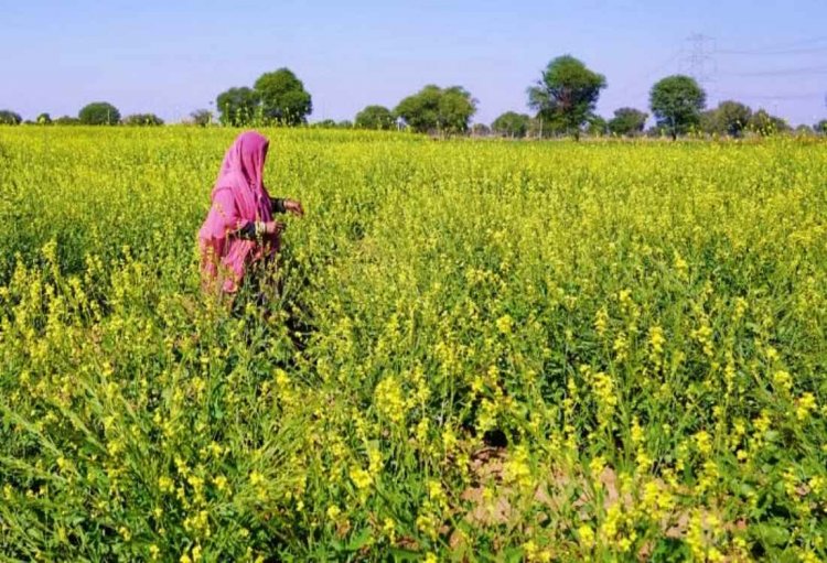 GM Mustard verdict by SC, Seed industry pitches for a science based approach 