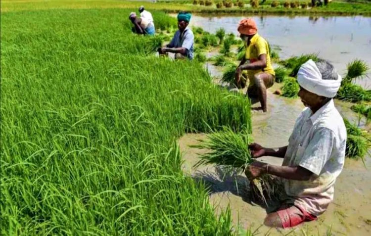 Kharif crop sowing up by 2 percent, significant increase in paddy, pulses and oilseeds