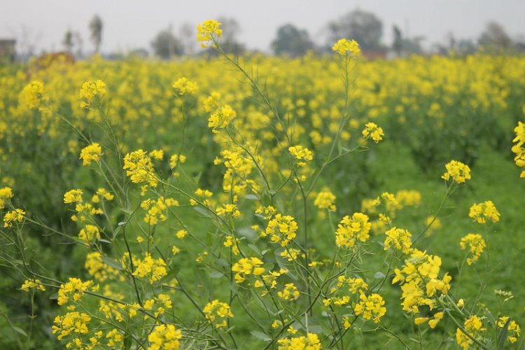 GM Crop Technology is Crucial for Climate Resilience and Sustainability in Indian Agriculture