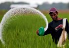 Urea Prices Fall to $390 per Tonne in India’s New Tender, Below Pre-Iran War Levels