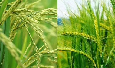 RiceTec and Mahyco's joint venture 'Paryan' for DSR rice and zero tillage wheat
