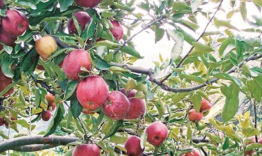 Farmers in Uttarakhand Face Insurance Woes After Apple Crop Losses