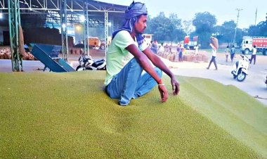 Delayed payments cause distress among moong farmers in Madhya Pradesh