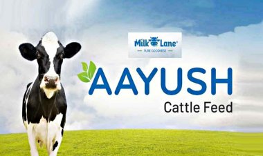 Innoterra expands MilkLane’s premium cattle feed range in India