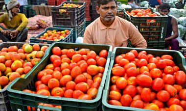 Govt says, tomato price spike temporarily in Delhi due to rains, all-India average remains low
