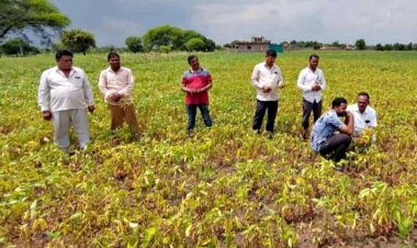 TAC orders insurance company to pay claims of soya farmers of Parbhani