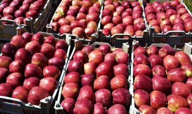 Dumping of Chinese apples into India via UAE, farmers demand to increase MIP