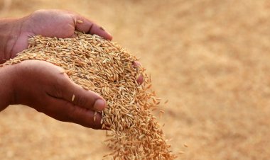 Government Sets Higher Paddy and Millet Procurement Targets for Kharif Marketing Season 2024-25