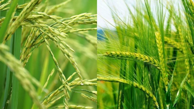 RiceTec and Mahyco's joint venture 'Paryan' for DSR rice and zero tillage wheat