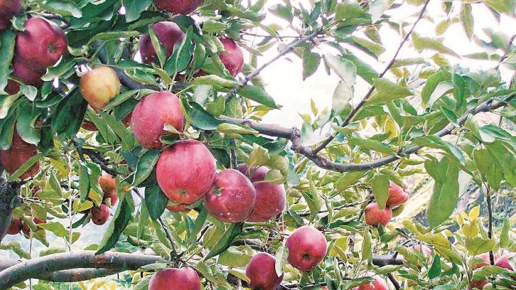 Farmers in Uttarakhand Face Insurance Woes After Apple Crop Losses