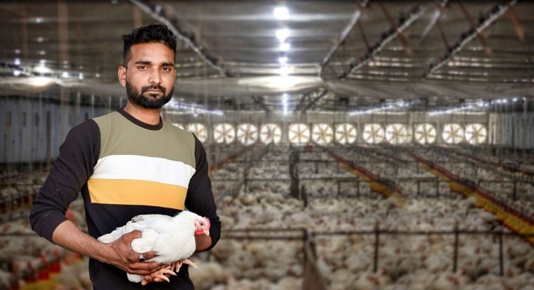 How we get chickens on our plates: The broiler industry is India's most successful example of contract farming