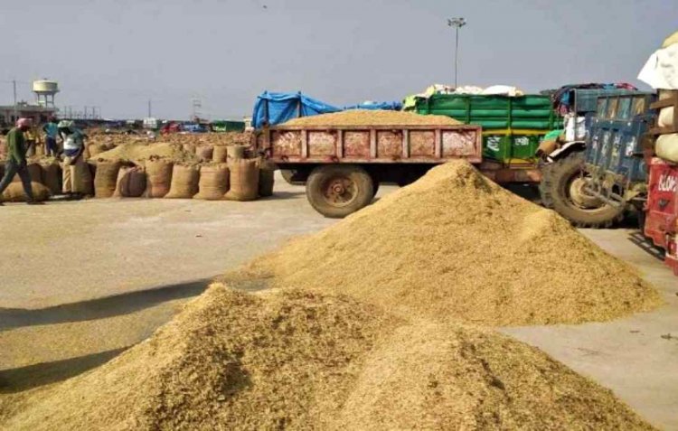 Basmati paddy prices drops by 28 percent to Rs 2,500 per quintal in mandis