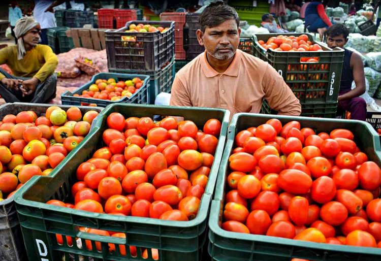 Govt says, tomato price spike temporarily in Delhi due to rains, all-India average remains low
