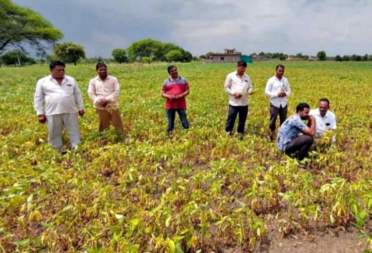 TAC orders insurance company to pay claims of soya farmers of Parbhani