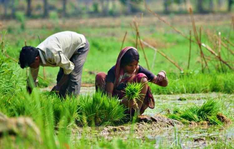 Kharif crop sowing exceeds five-year average due to good monsoon