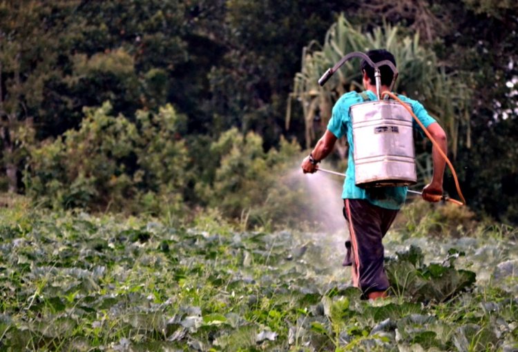 Crystal crop protection launches insecticide for Maize and Soybean