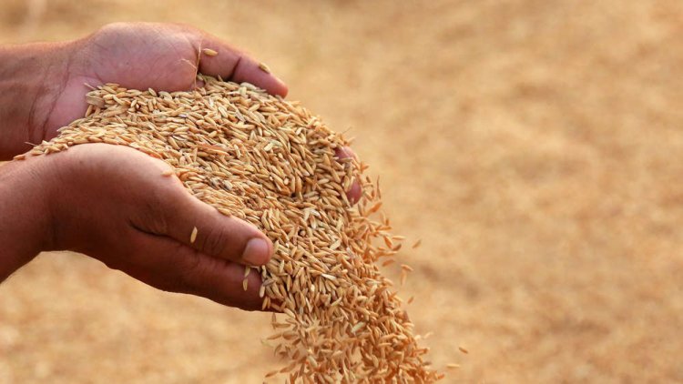 Government Sets Higher Paddy and Millet Procurement Targets for Kharif Marketing Season 2024-25