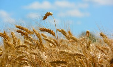 The Paradox of Wheat: Record Production, Yet Rising Concerns