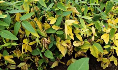 Soybean farmers in Madhya Pradesh face new crisis, yellow mosaic threatens crops