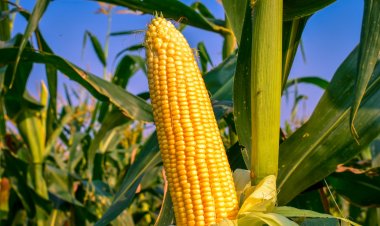 Bumper Corn Crop in US Moves Global Grain Market