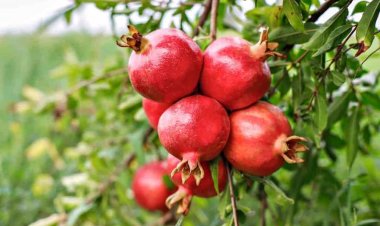 First consignment of Indian Pomegranates from Mumbai to Melbourne