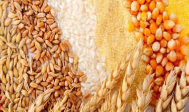 FAO trimmed forecast for global cereal production, cereal trade likely to contract in 2024-25