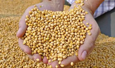Centre approves soyabean procurement at MSP in Madhya Pradesh