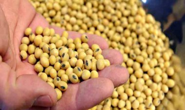 Soybean procurement in Madhya Pradesh to begin from October 25