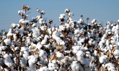 Next generation GM seed: Case for transformation of Indian cotton sector and textile economy