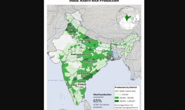 USDA estimates record rice production in India, while cotton area dropped