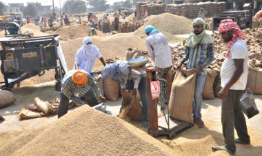 Paddy procurement in Haryana begins today after farmers' protest
