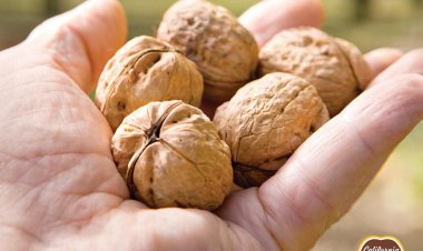 Despite decline in California Walnut production in 2024, industry leaders remain optimistic